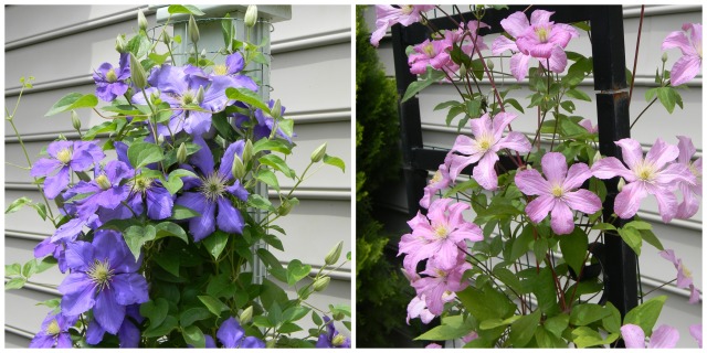 Clematis Collage