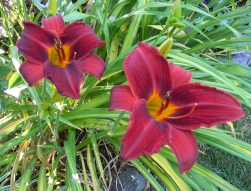 Daylily 'Early Red'