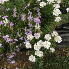 Phlox sublata 'Emerald Blue' and Candytuft